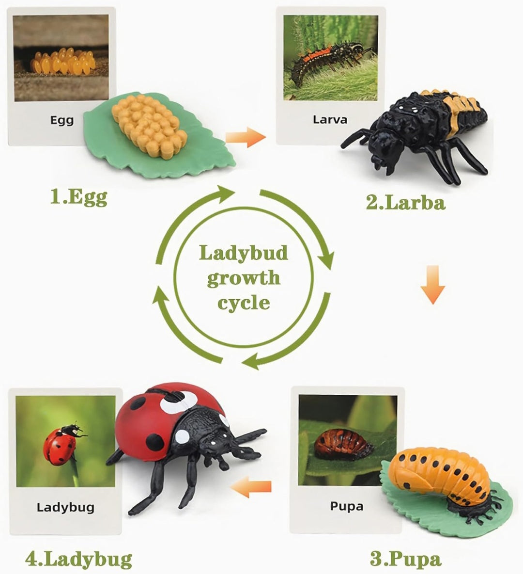 Life Cycles Learning Set (Butterfly, Frog, Ladybug, Plant)