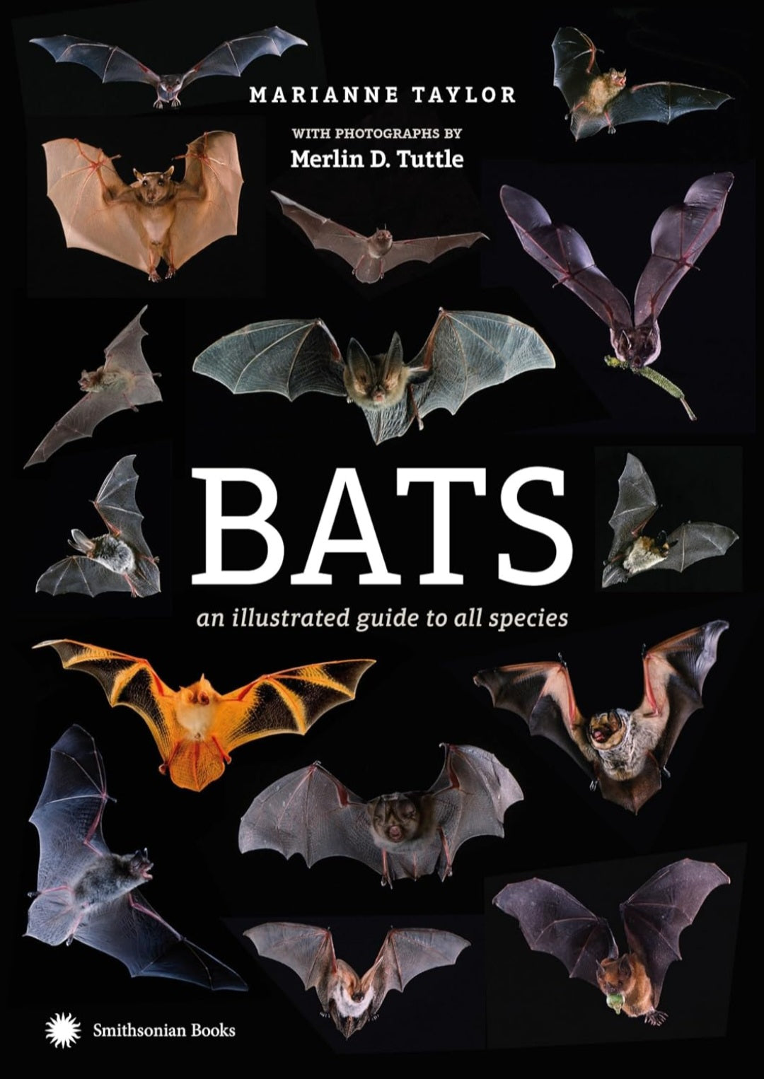 All Things Bats Study Kit