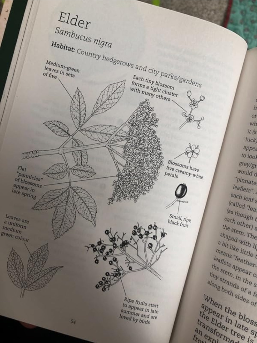 Foraging With Kids