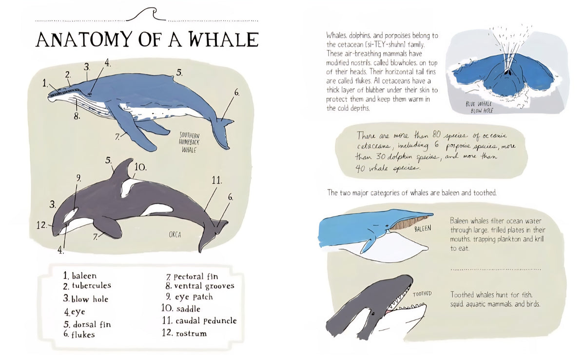 Ocean Anatomy: The Curious Parts & Pieces of the World under the Sea