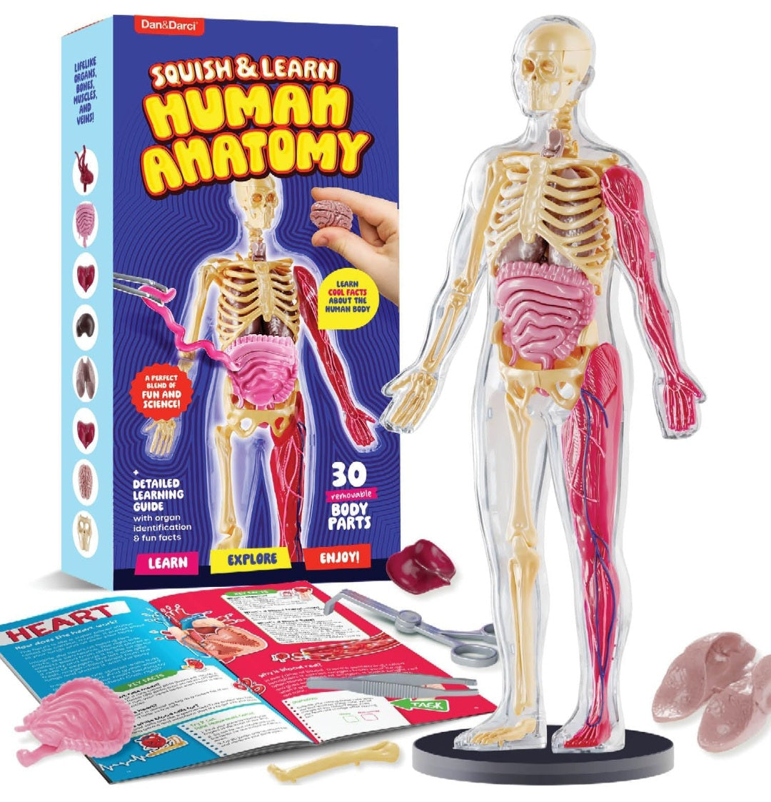 Human Body Study Kit