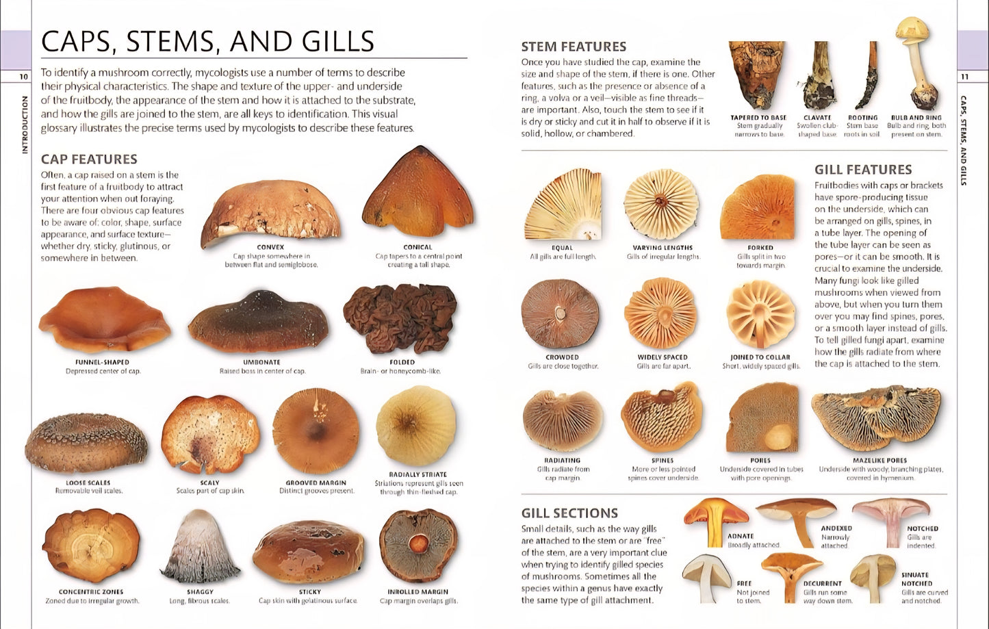 Mushrooms & Fungi Book Bundle