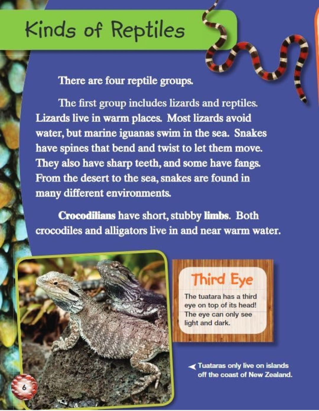 Reptiles & Amphibians Book Bundle