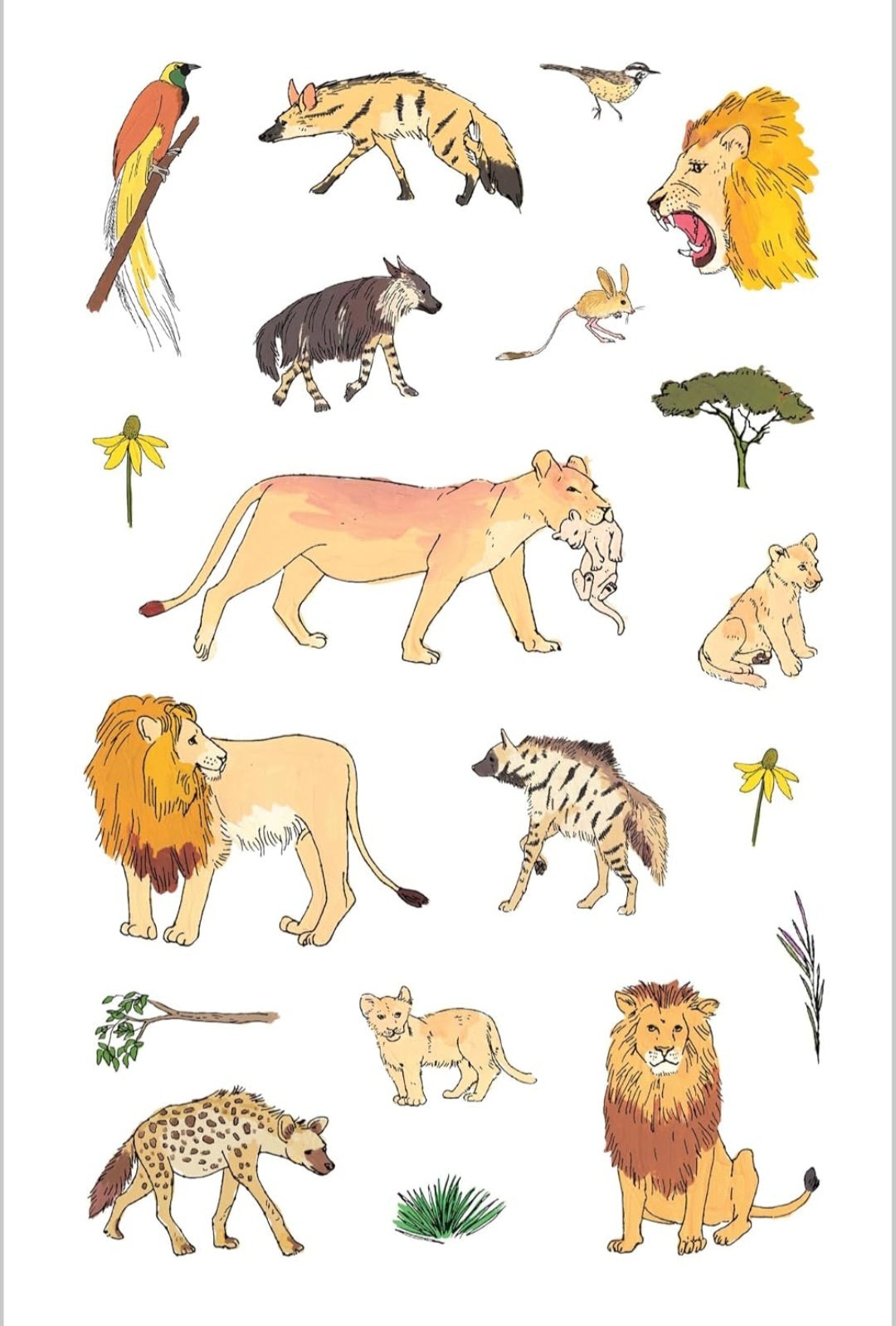 Wildlife Anatomy Sticker Book: A Julia Rothman Creation: More than 500 Stickers