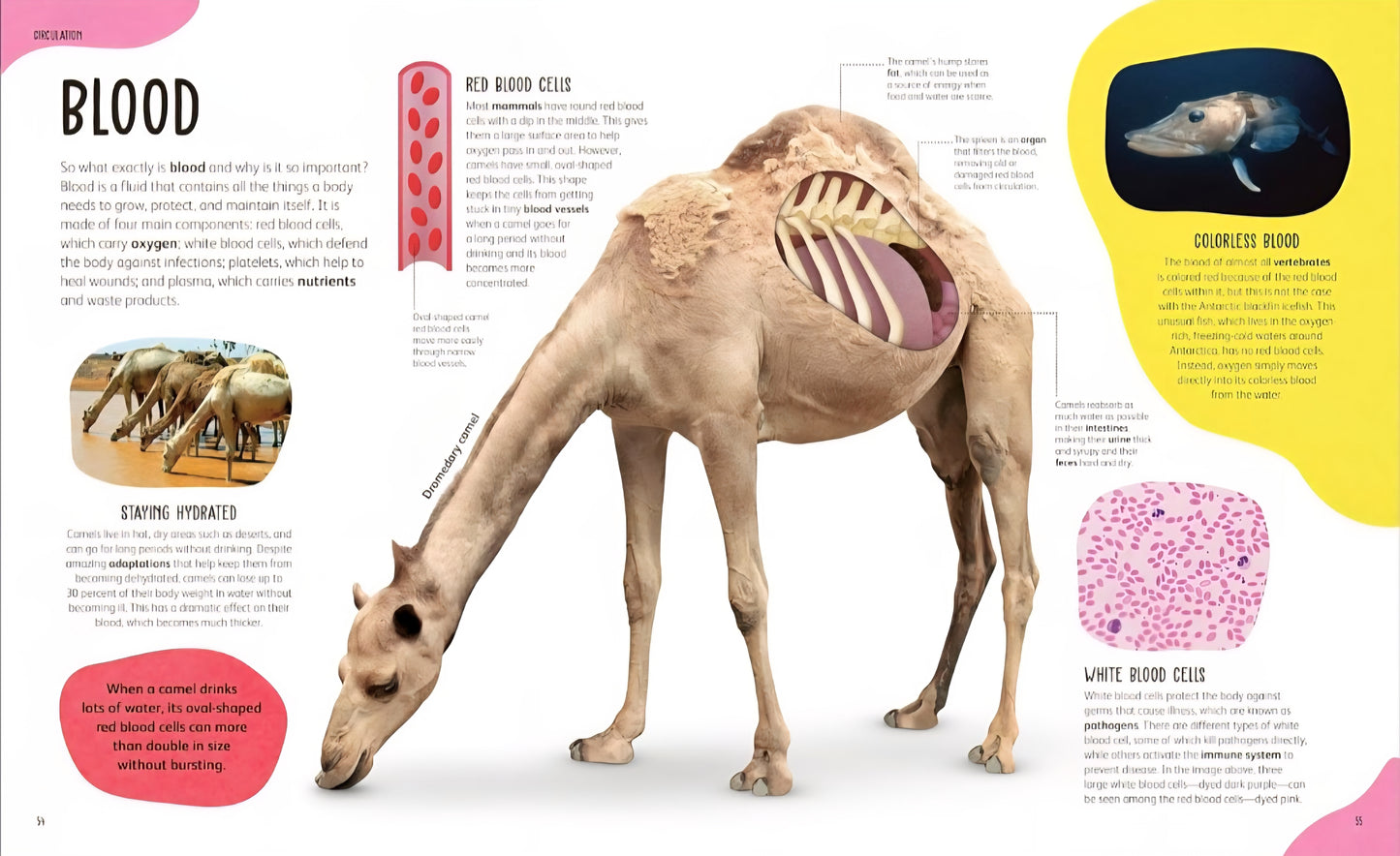 The Animal Body Book