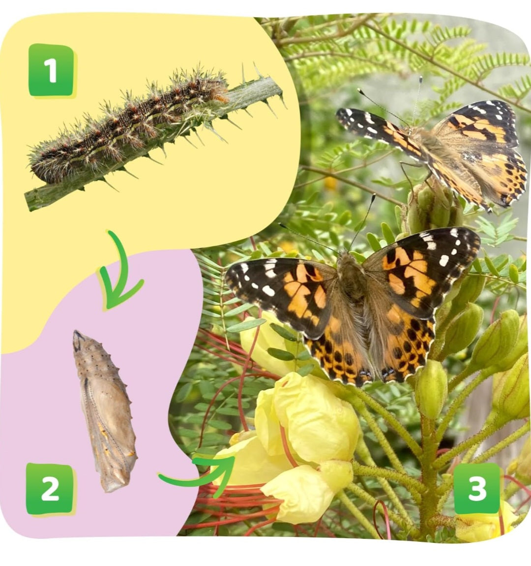 Insect Lore Caterpillar Habitat With LIVE Caterpillars Project