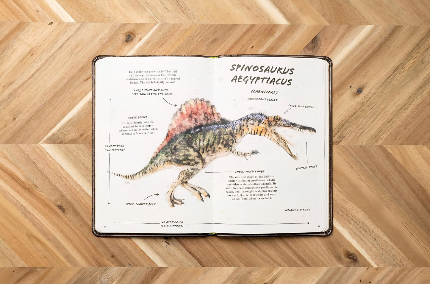 Dinosaur Study Kit