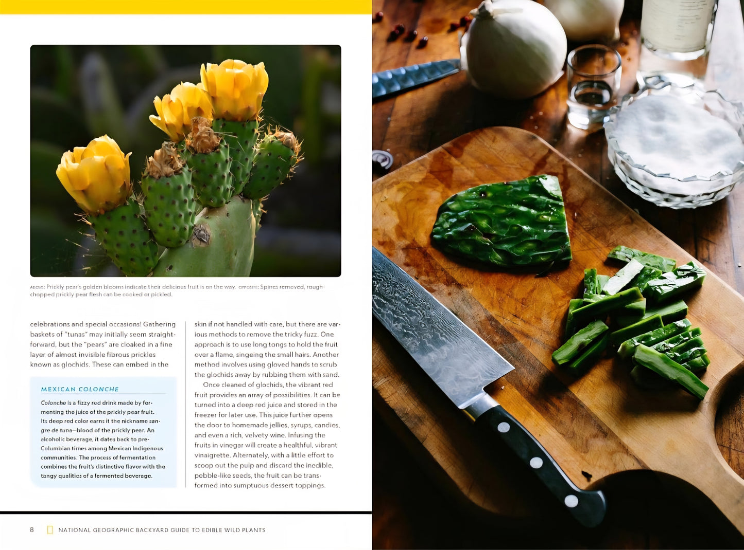 National Geographic Backyard Guide To Edible Wild Plants