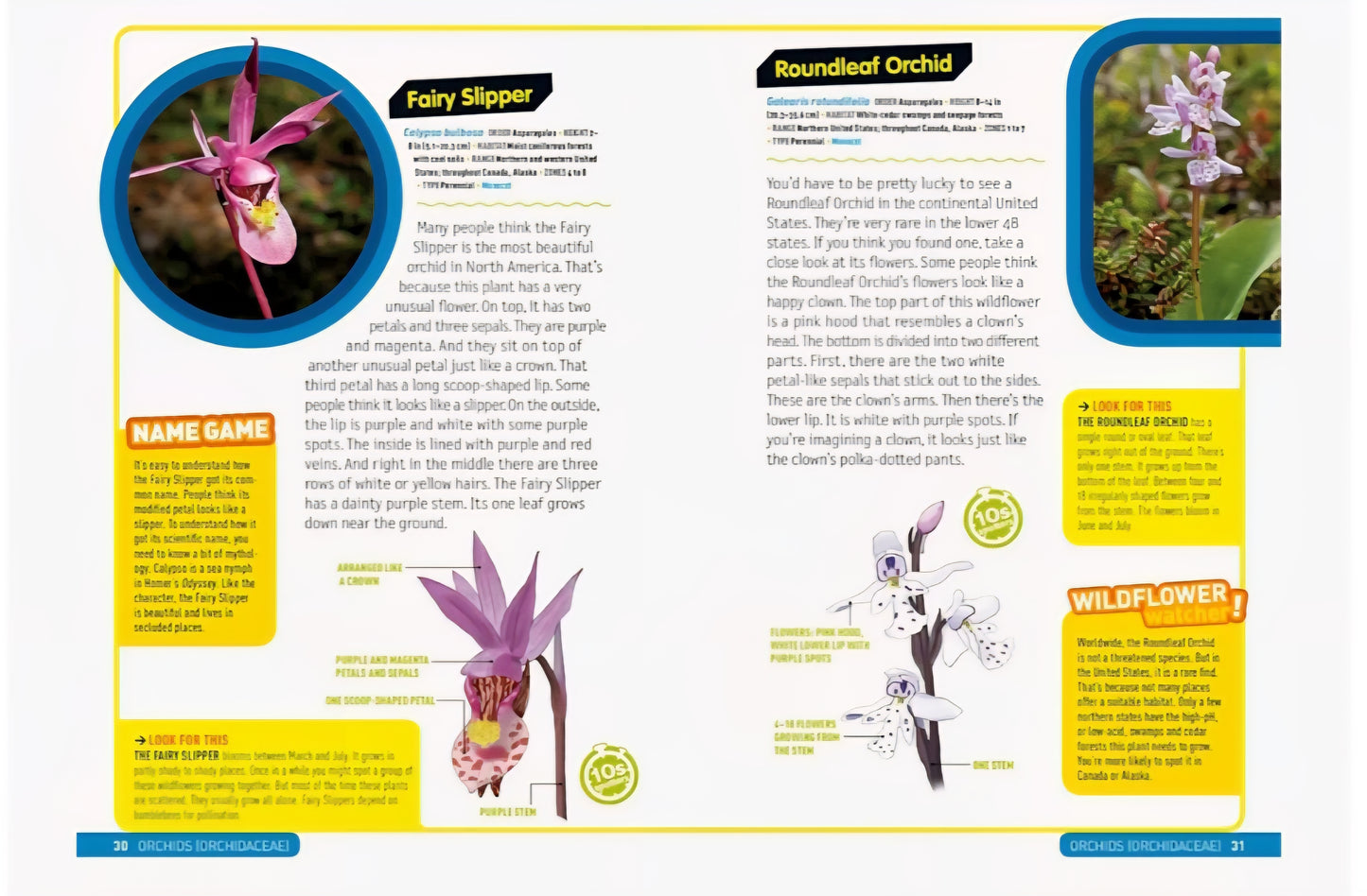 Wildflower Study Kit