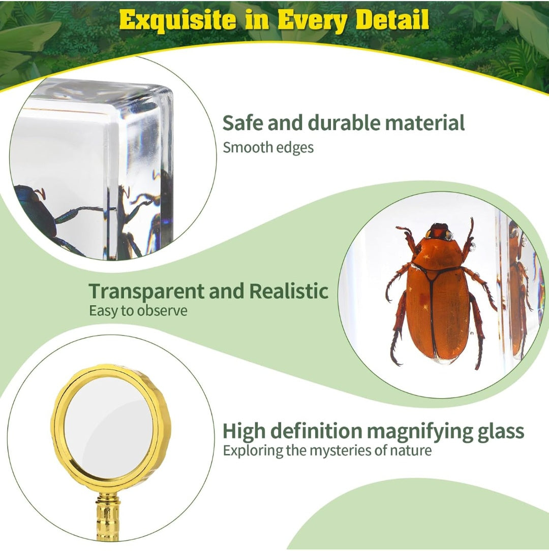 15 Piece Insect Specimens in Resin