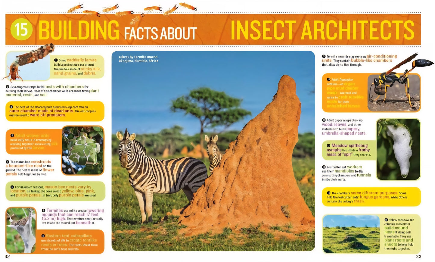 Insects and Bugs Book Bundle