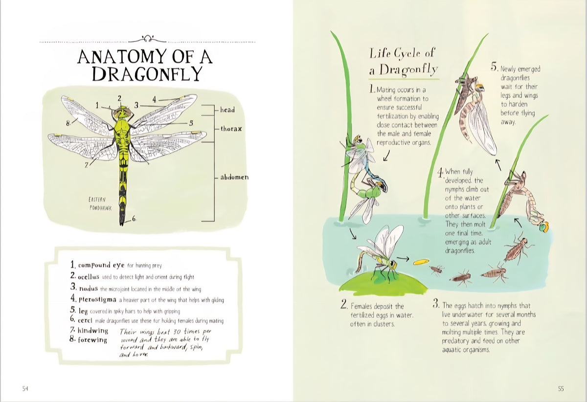 Insect Anatomy|Bees, Beetles, Butterflies & Bugs