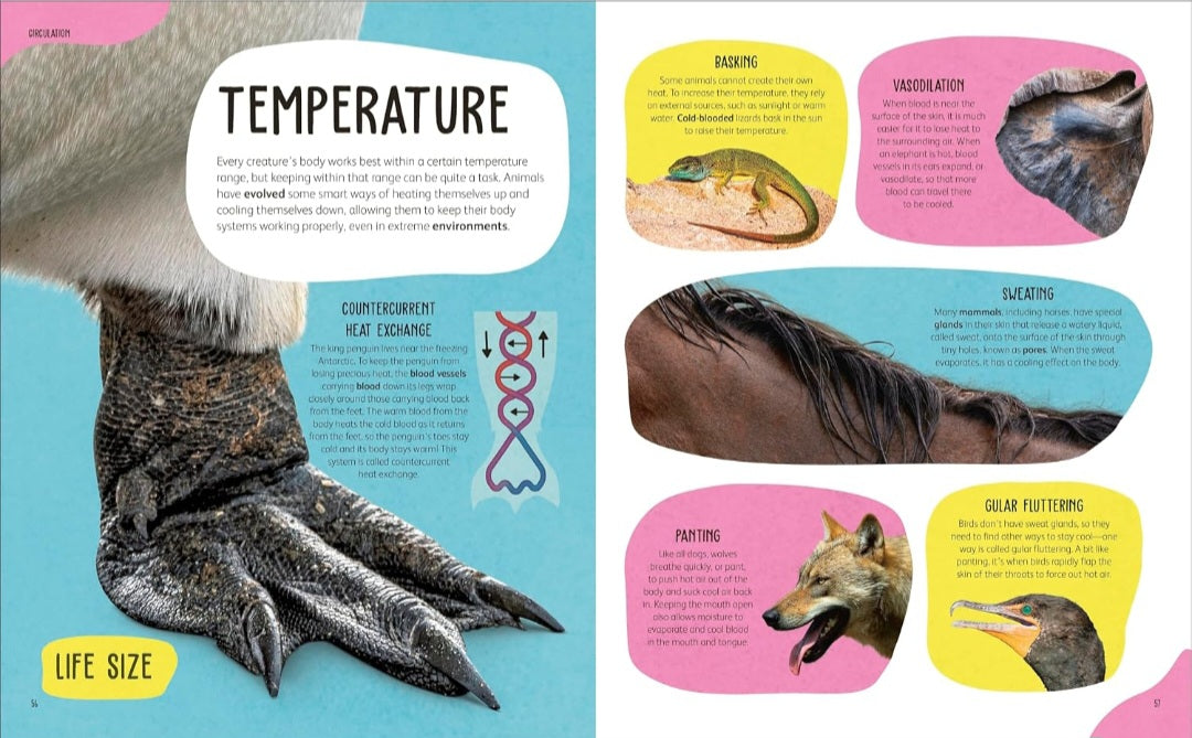 The Animal Body Book