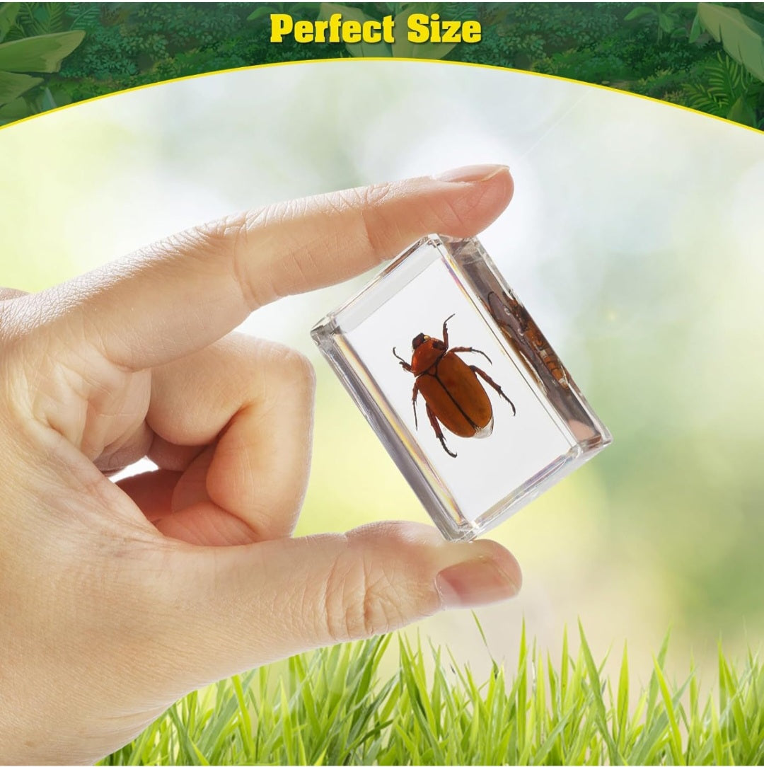 15 Piece Insect Specimens in Resin