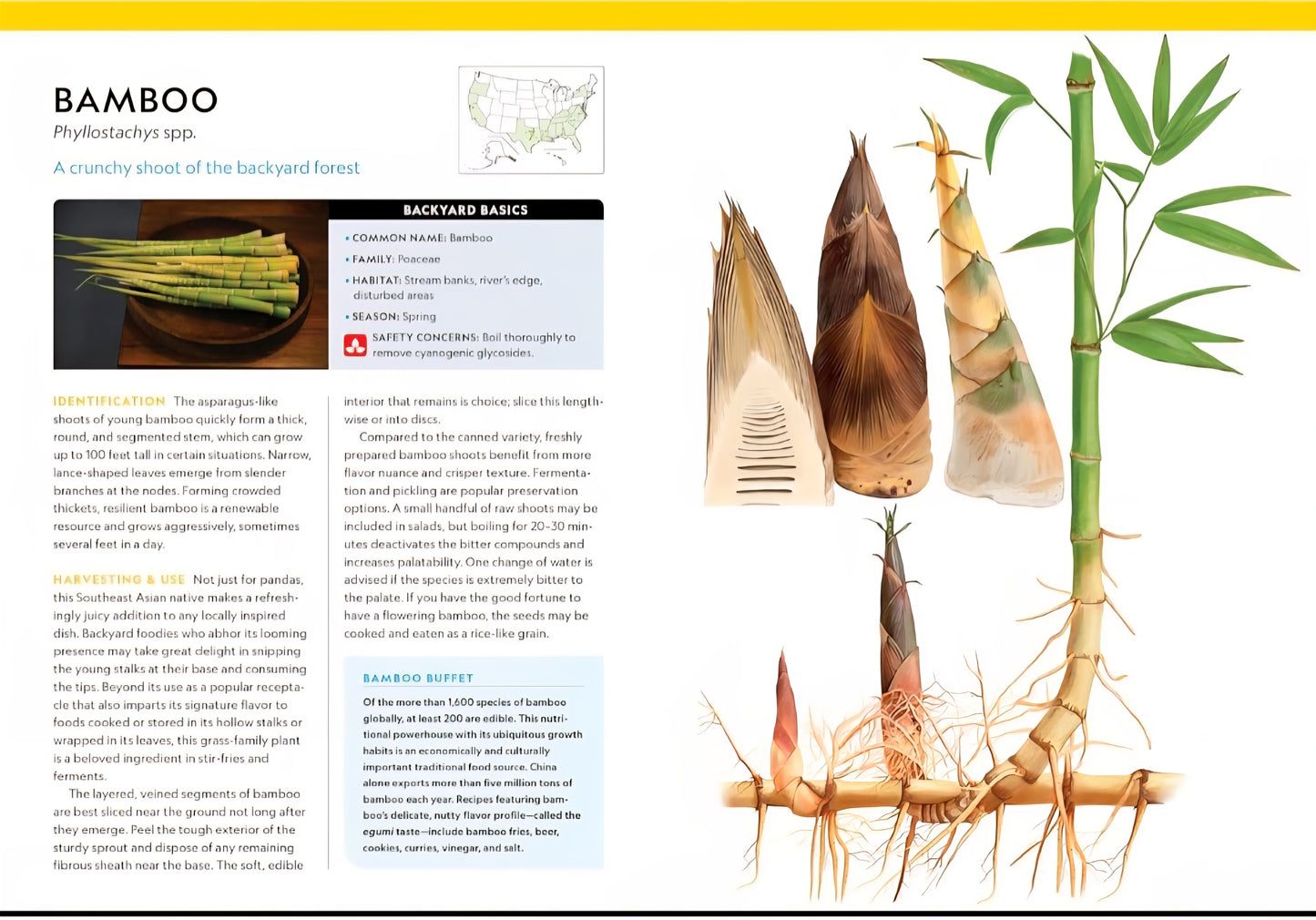 National Geographic Backyard Guide To Edible Wild Plants