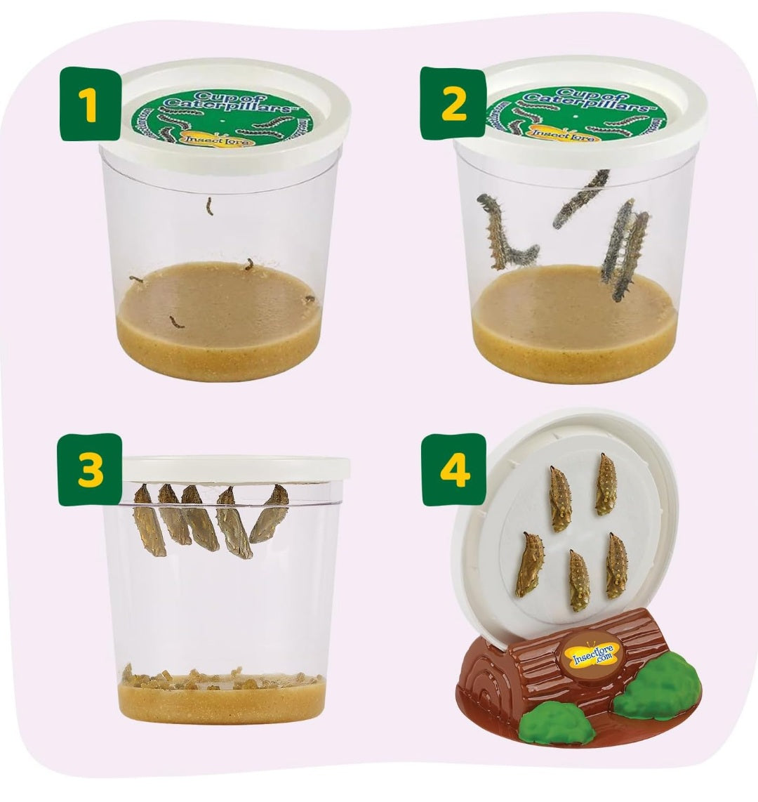 Insect Lore Caterpillar Habitat With LIVE Caterpillars Project