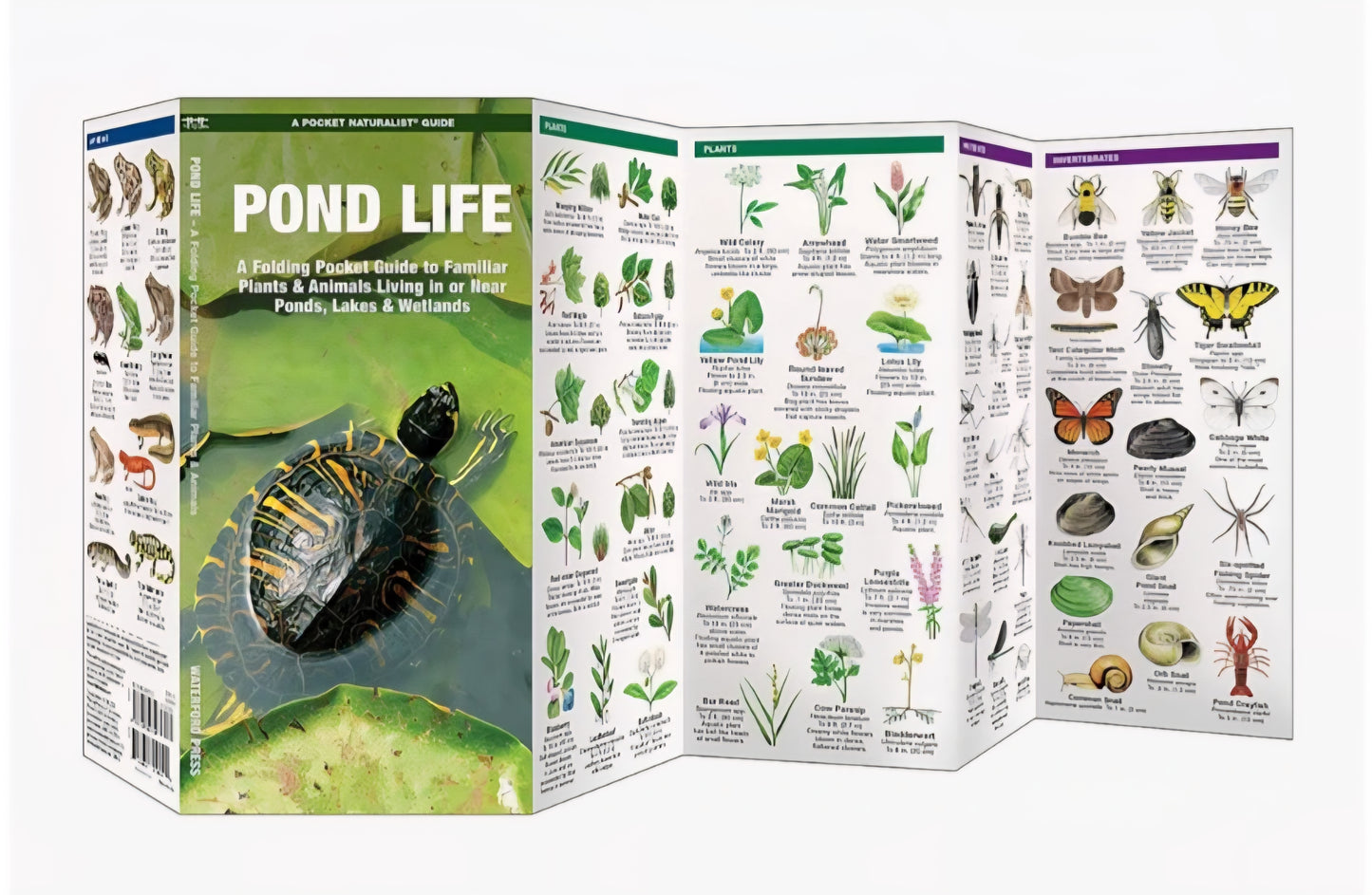 Pond Study Kit