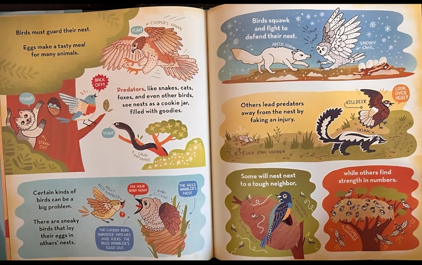 What's Inside A Bird's Nest?