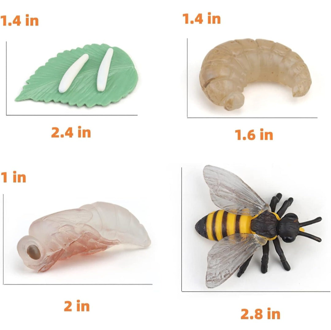 Bee Life Cycle|Figurines & Matching Cards