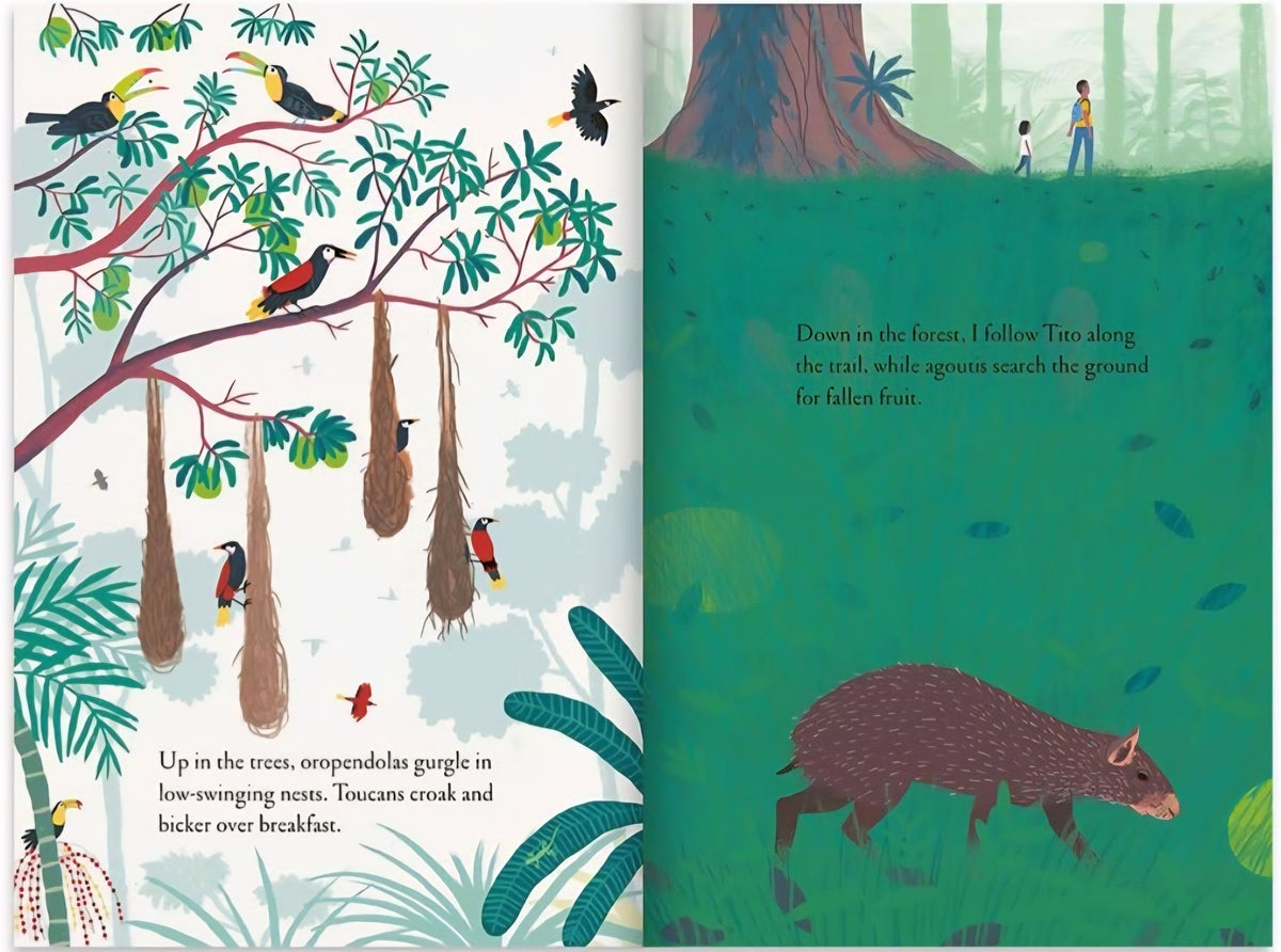 Over and Under the Rainforest|Hardcover