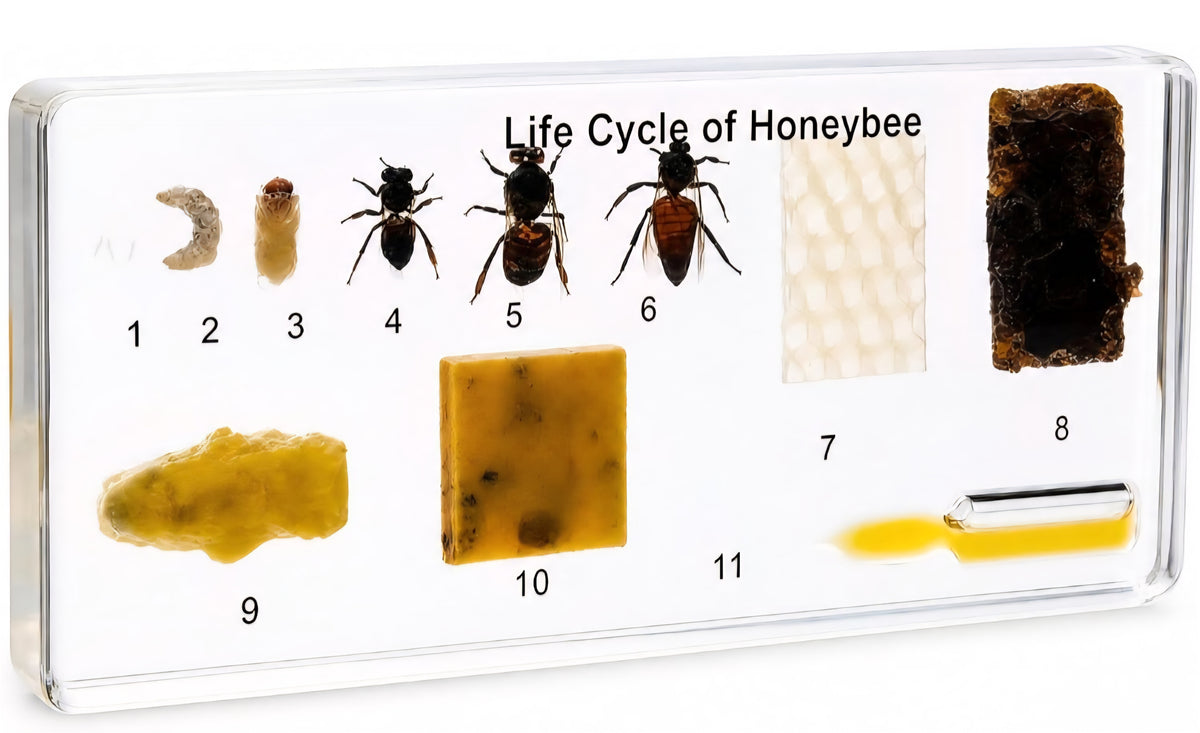 Honeybee Life Cycle Specimen – Insect Science & Nature Study