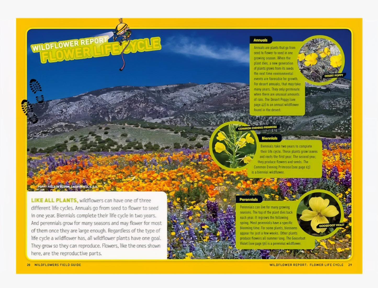 Wildflower Study Kit