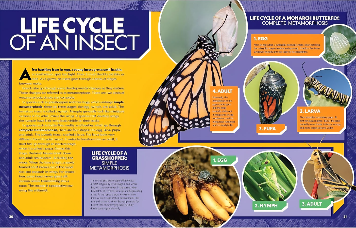 Insects and Bugs Book Bundle