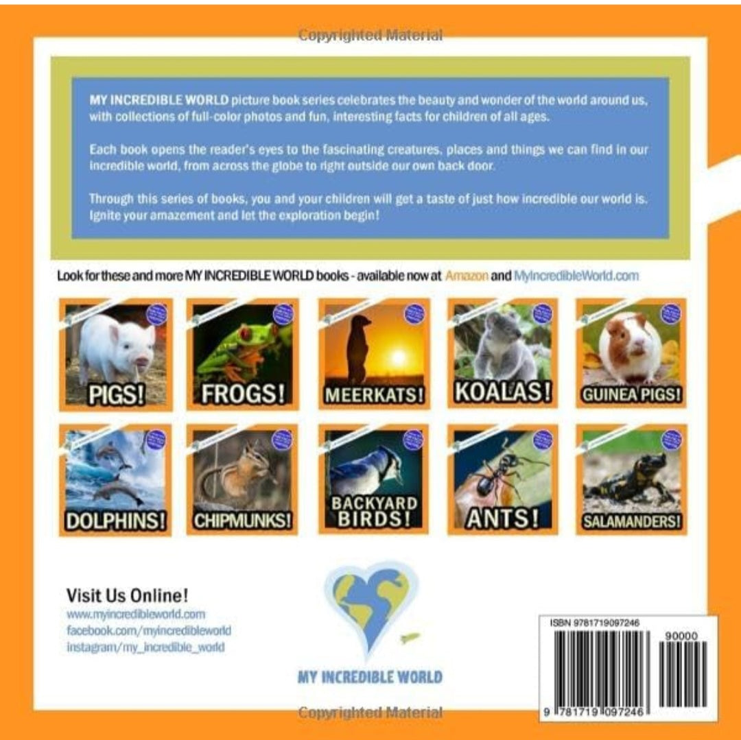 Wild Animals 3 in 1 Build and Learn Kit|Gray Wolf, Falcon, Raccoon