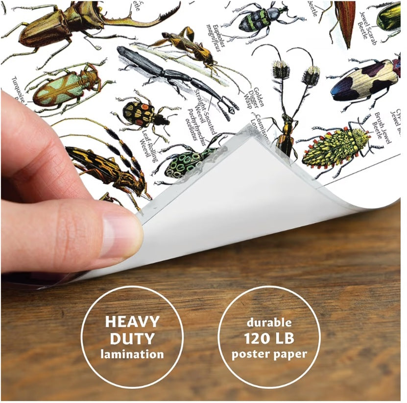 Bug Explorer Kit