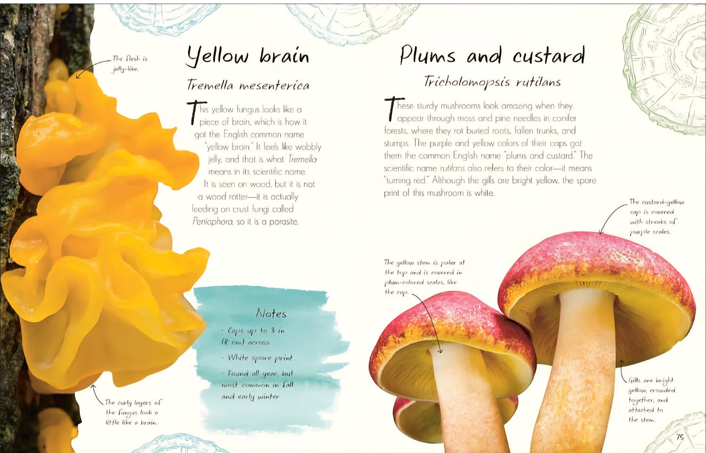 Mushrooms & Fungi Book Bundle
