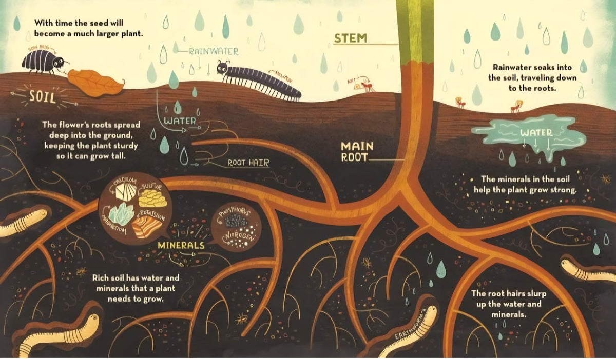 What's Inside? Nature & Life Cycles Book Bundle | 3 Illustrated Science Books by Rachel Ignotofsky|Paperback or Hardcover