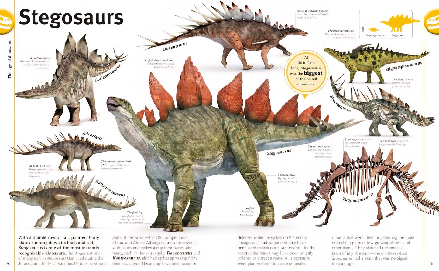 Dinosaur Study Kit