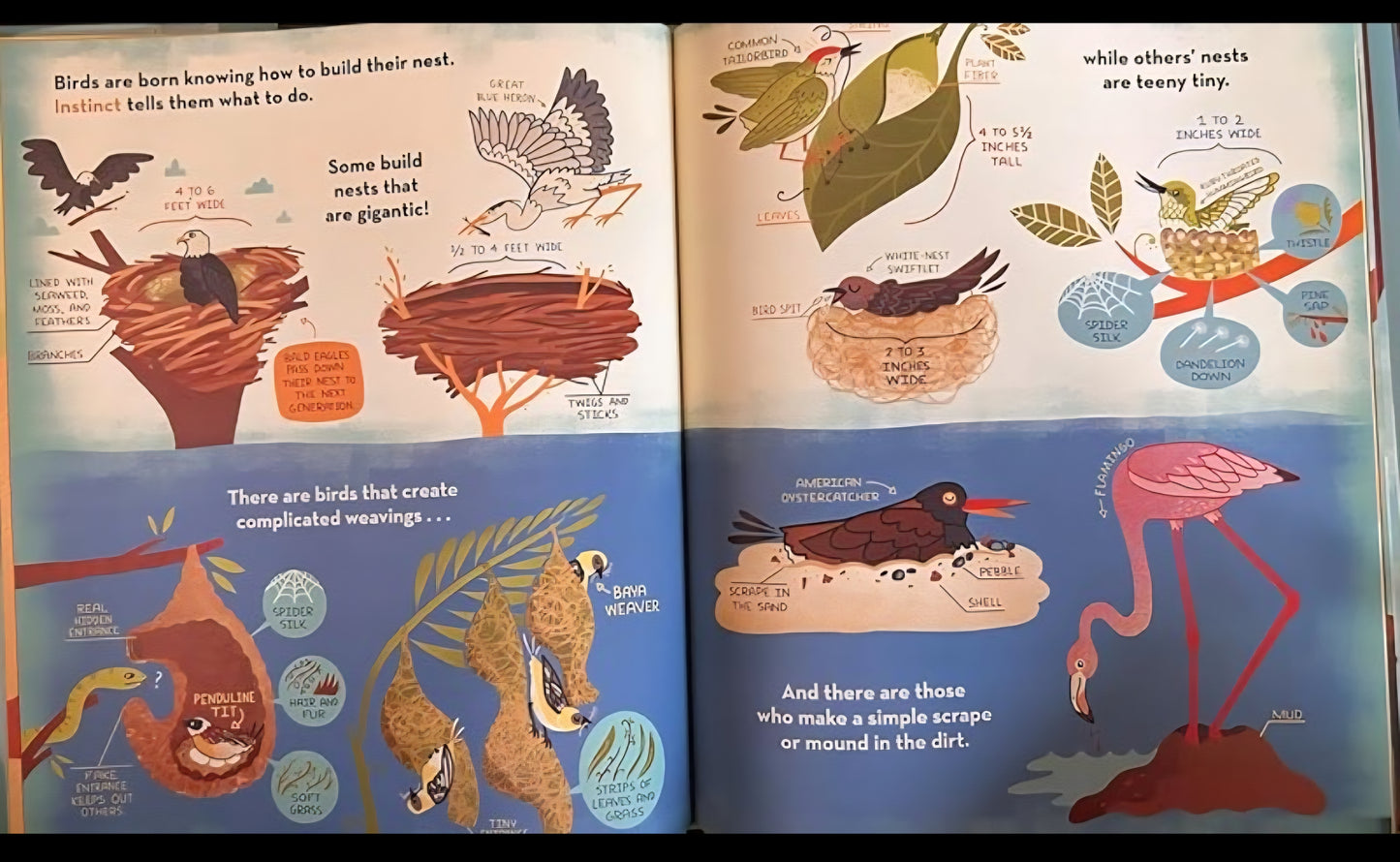 What's Inside A Bird's Nest?