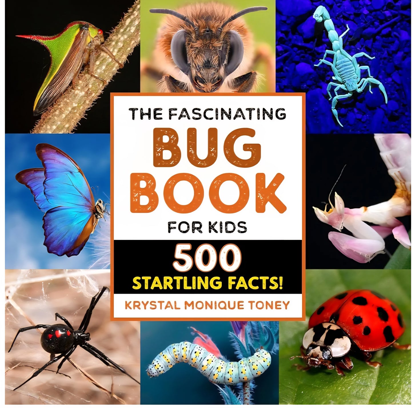 Bug Explorer Kit