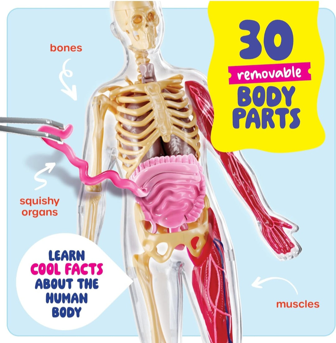 Human Body Study Kit