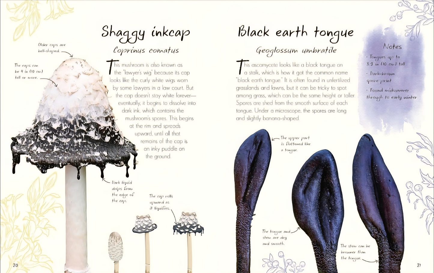 Mushrooms & Fungi Book Bundle