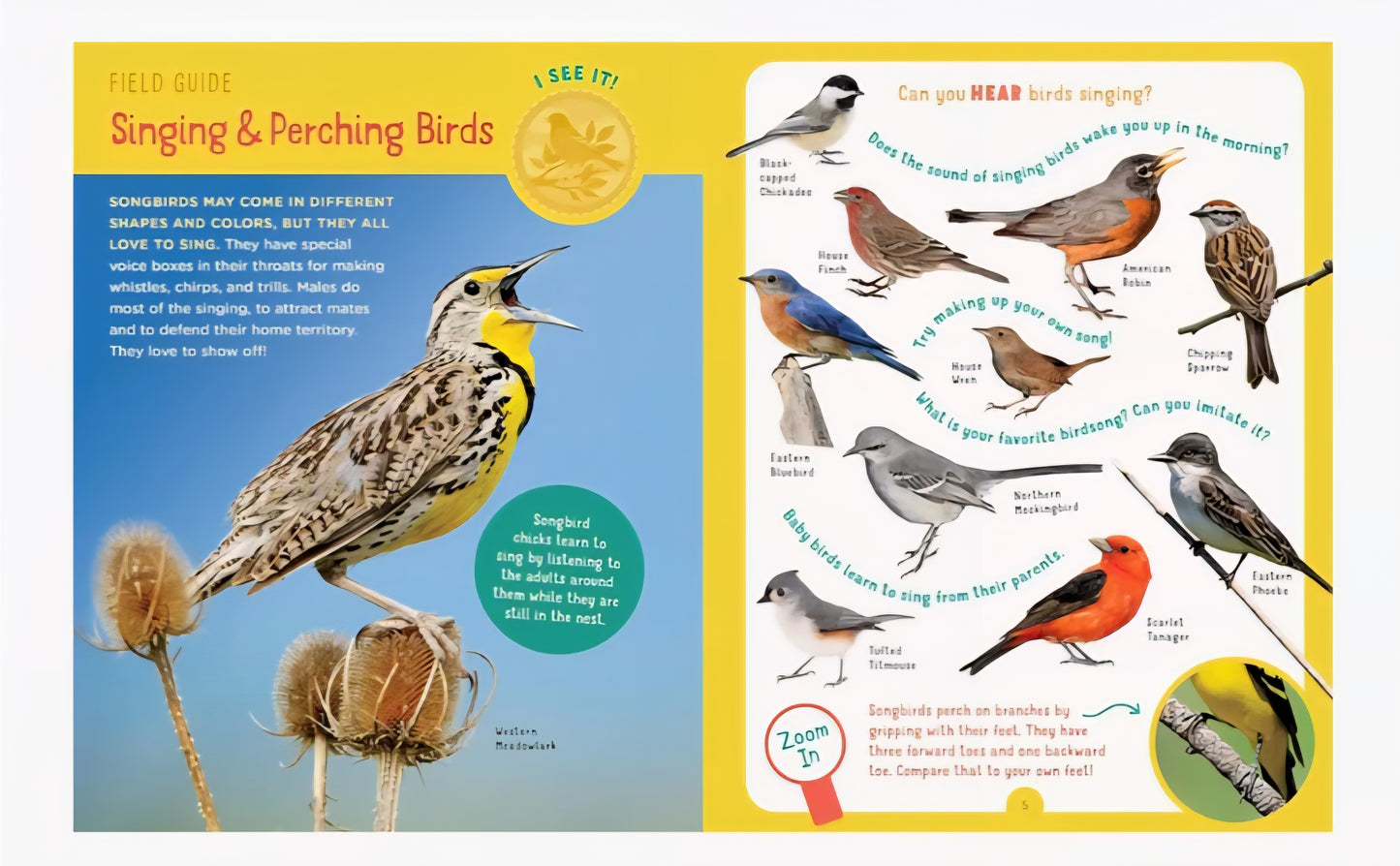 Backyard Bird Book Bundle