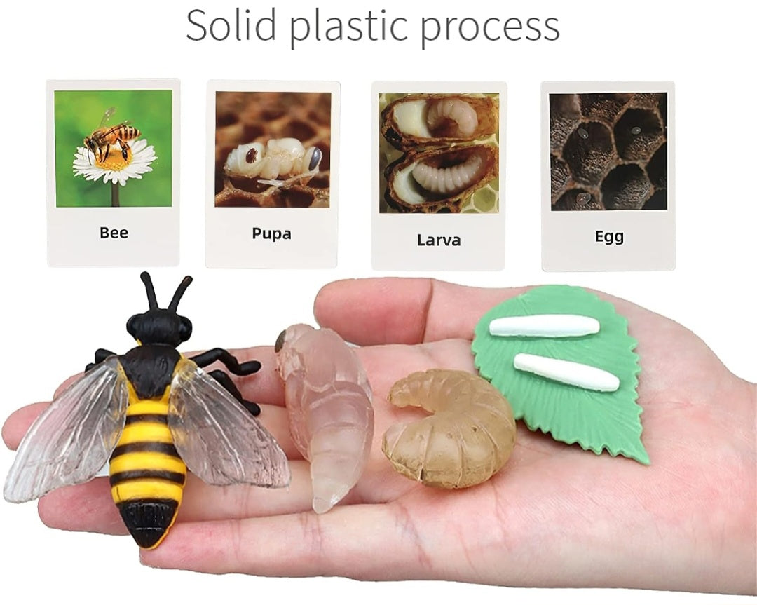 Bee Life Cycle|Figurines & Matching Cards