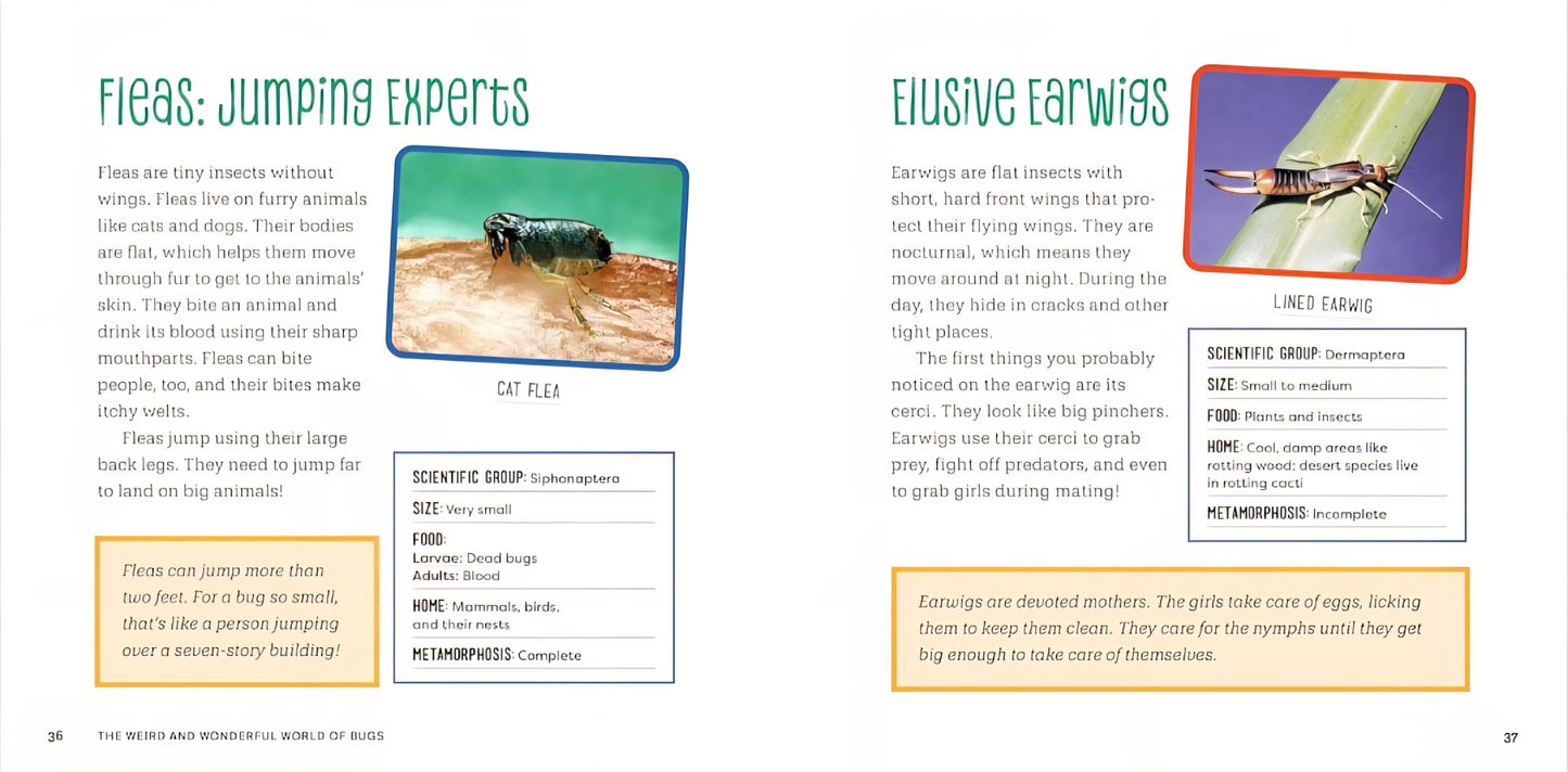 Insects and Bugs Book Bundle