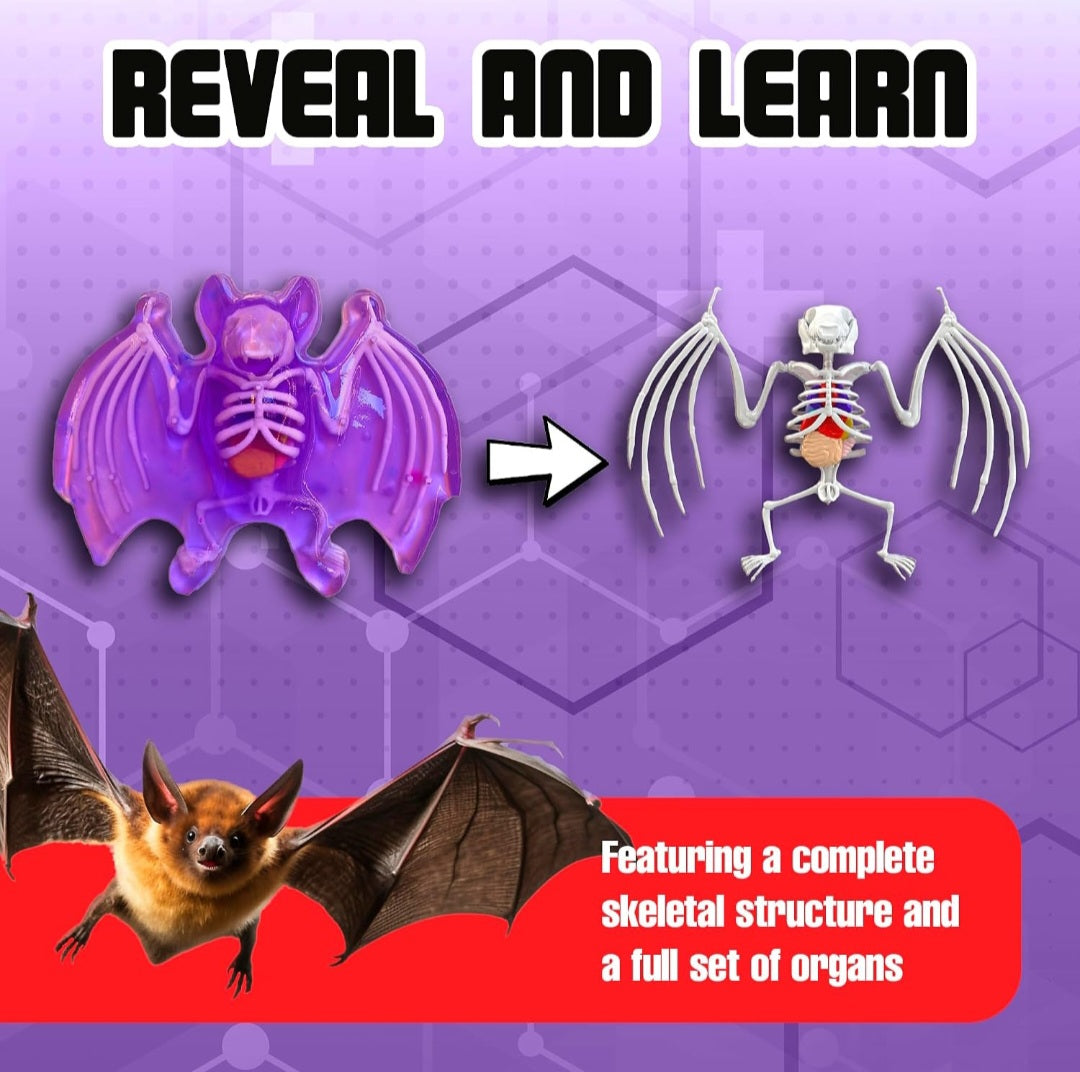 All Things Bats Study Kit